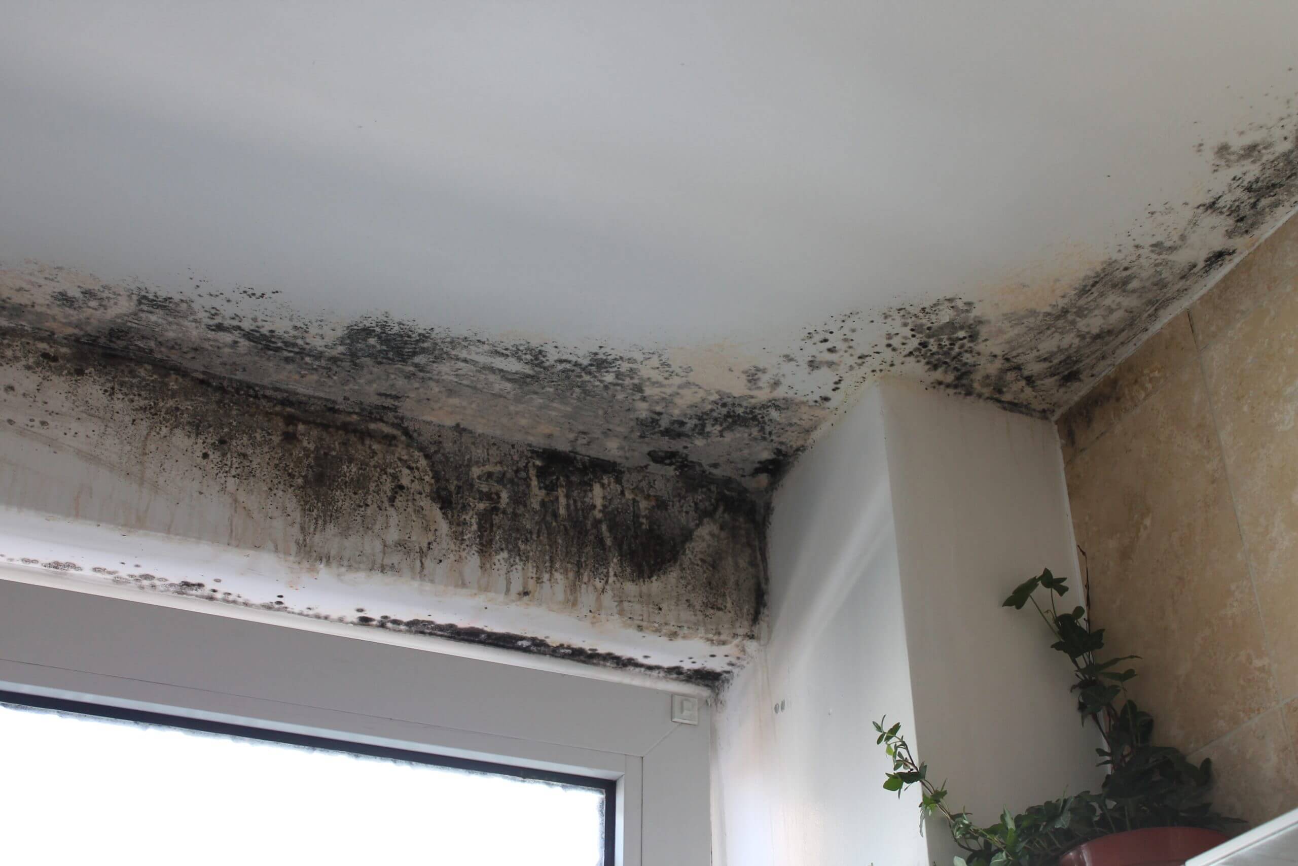 Mold in house on wall edges dangerous disgusting fungus