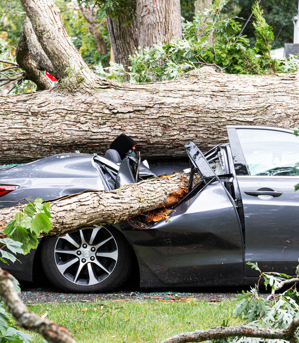 Car crushed by tree during hurricane